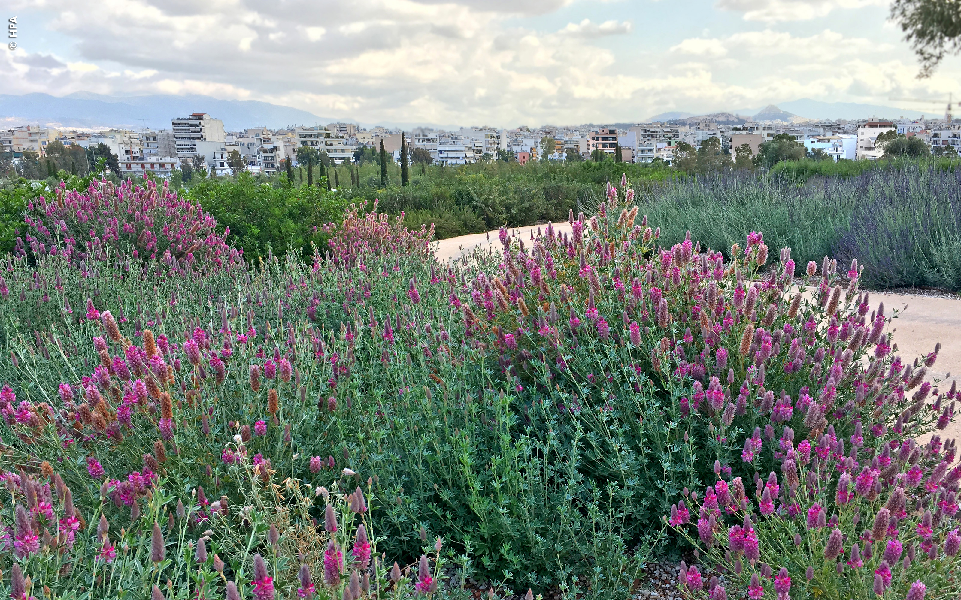 Roof garden with purple flowering herbs